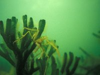 Macropodia rostrata, Long-legged Spider Crab