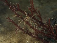 Macropodia rostrata 3, Gewone hooiwagenkrab, Saxifraga-Eric Gibcus