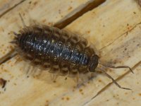 Oniscus asellus #11702 : Oniscus asellus, Armadillo bug, Kelderpissebed