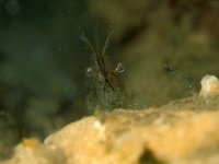 Palaemon adspersus, Baltic Prawn