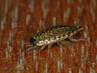 Philoscia muscorum #10668 : Philoscia muscorum, Fast woodlouse, Mospissebed