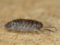 Porcellio scaber #11093 : Porcellio scaber, Rough woodlouse, Ruwe pissebed