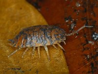 Porcellio scaber #11183 : Porcellio scaber, Rough woodlouse, Ruwe pissebed