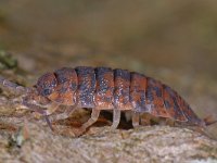 Porcellio scaber 02 #13938 : Porcellio scaber, Rough woodlouse, Ruwe pissebed