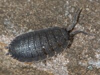Porcellio scaber 01 #10081 : Porcellio scaber, Rough woodlouse, Ruwe pissebed
