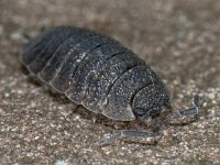 Porcellio scaber 01 #10086 : Porcellio scaber, Rough woodlouse, Ruwe pissebed