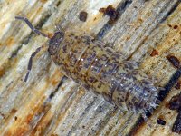 Porcellio scaber # 05926 : Porcellio scaber, Rough woodlouse, Ruwe pissebed