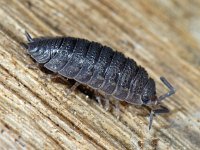 Porcellio scaber #05931 : Porcellio scaber, Rough woodlouse, Ruwe pissebed