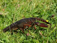 Procambarus clarkii