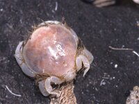 Thia scutellata