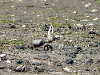 Afruca tangeri, West African fiddler crab