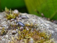 Armadillidium vulgare 2, Gewone oprolpissebed, Saxifraga-Tom Heijnen