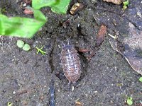 Armadillidium vulgare 3, Gewone oprolpissebed, Saxifraga-Tom Heijnen