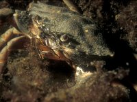 Carcinus maenas 16, Strandkrab, Saxifraga-Eric Gibcus