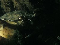 Carcinus maenas 24, Strandkrab, Saxifraga-Eric Gibcus