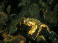 Carcinus maenas 3, Strandkrab, Saxifraga-Eric Gibcus