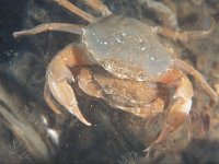 Carcinus maenas 31, Strandkrab, Saxifraga-Eric Gibcus