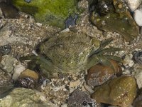 Carcinus maenas 39, Strandkrab, Saxifraga-Willem van Kruijsbergen