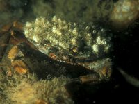 Carcinus maenas 4, Strandkrab, Saxifraga-Eric Gibcus