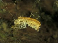 Gammarus pulex