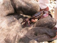 Hemigrapsus takanoi 1, Penseelkrab, Saxifraga-Peter Meininger