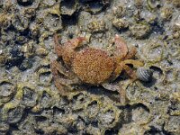 Hemigrapsus takanoi 4, Penseelkrab, Saxifraga-Foto Fitis-Sytske Dijksen