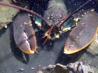 Homarus gammarus 16, Europese zeekreeft, Saxifraga-Tom Heijnen