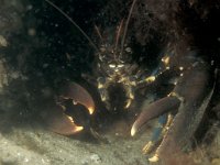 Homarus gammarus 2, Europese zeekreeft, Saxifraga-Eric Gibcus