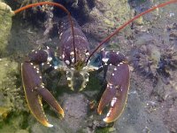 Homarus gammarus 20, Europese zeekreeft, Saxifraga-Tom Heijnen