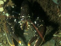 Homarus gammarus 3, Europese zeekreeft, Saxifraga-Eric Gibcus