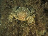 Liocarcinus arcuatus 1, Gewimperde zwemkrab, Saxifraga-Eric Gibcus