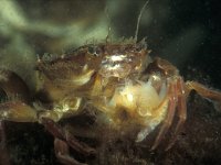 Liocarcinus arcuatus 3, Gewimperde zwemkrab, Saxifraga-Eric Gibcus