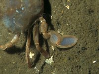 Liocarcinus holsatus 3, Gewone zwemkrab, Saxifraga-Eric Gibcus