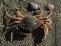 Liocarcinus holsatus 6, Gewone zwemkrab, Saxifraga-Willem van Kruijsbergen