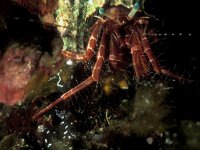 Pagurus prideaux 1, Anemoon-heremietkreeft, Saxifraga-Eric Gibcus