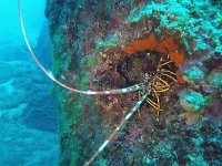 Palinurus elephas, European spiny lobster