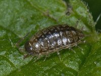 Philoscia muscorum #09221 : Philoscia muscorum, Fast woodlouse, Mospissebed