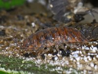 Porcellio scaber #06096 : Porcellio scaber, Rough woodlouse, Ruwe pissebed