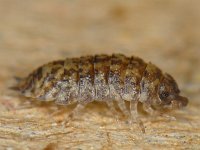 Porcellio scaber #11098 : Porcellio scaber, Rough woodlouse, Ruwe pissebed