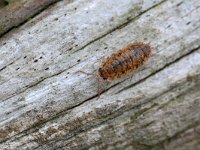 Porcellio scaber 16, Saxifraga-Tom Heijnen