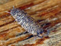 Porcellio scaber #05927 : Porcellio scaber, Rough woodlouse, Ruwe pissebed