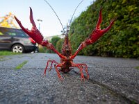 Procambarus clarkii 7, Rode Amerikaanse rivierkreeft, Saxifraga-Luc Hoogenstein