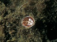 Talitrus saltator 2, Strandvlo, Saxifraga-Eric Gibcus