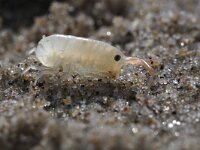 Talitrus saltator 5, Strandvlo, Saxifraga-Foto Fitis-Sytske Dijksen