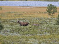 Alces alces 13, Eland, Saxifraga-Martin Mollet