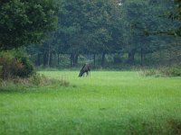 Alces alces 16, Eland, Saxifraga-Rudmer Zwerver