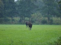 Alces alces 17, Eland, Saxifraga-Rudmer Zwerver