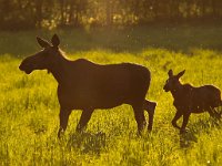 Alces alces 20, Eland, Saxifraga-Bart Vastenhouw