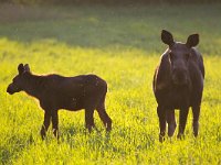 Alces alces 27, Eland, Saxifraga-Bart Vastenhouw