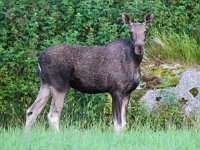 Alces alces 28, Eland, Saxifraga-Bart Vastenhouw